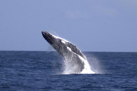 Tangalooma Island Resort Whale Watching Day Cruise - Accommodation Sunshine Coast 4