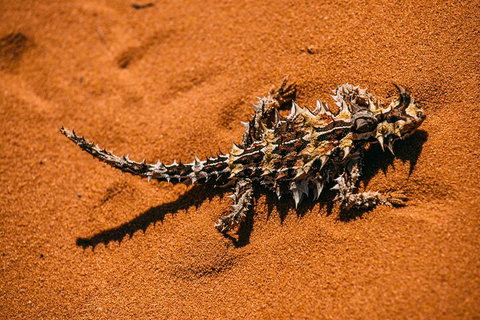 Pinnacles Sunset Dinner And Stargazing Experience A Small Group Tour - Accommodation Sunshine Coast 5