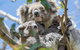 2-Day Great Ocean Road And Grampians Tour Roundtrip From Melbourne - thumb 2