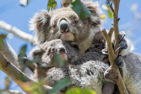 2-Day Great Ocean Road And Grampians Tour Roundtrip From Melbourne - Accommodation Sunshine Coast 2