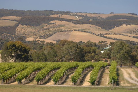 McLaren Vale And Glenelg Wine Tasting And Sightseeing (Half-day Afternoon) - Accommodation Sunshine Coast 2