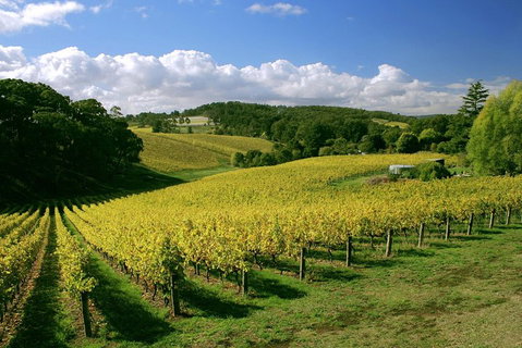McLaren Vale And Glenelg Wine Tasting And Sightseeing (Half-day Afternoon) - Accommodation Sunshine Coast 4