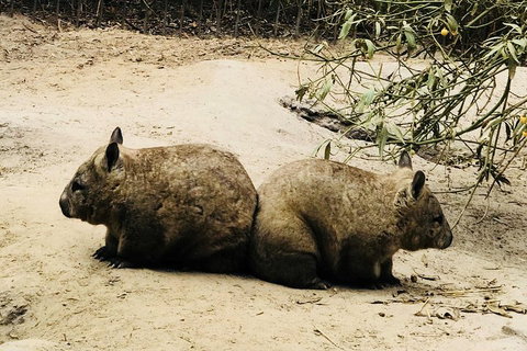 Phillip Island Penguin Parade, Brighton Bathing Boxes And Wildlife Park Tour - Accommodation Sunshine Coast 0