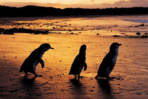 Phillip Island Penguin Parade, Brighton Bathing Boxes And Wildlife Park Tour - Accommodation Sunshine Coast 1