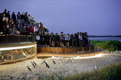 Phillip Island Penguin Parade, Brighton Bathing Boxes And Wildlife Park Tour - Accommodation Sunshine Coast 2