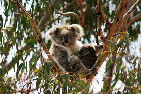 Phillip Island Penguin Parade, Brighton Bathing Boxes And Wildlife Park Tour - Accommodation Sunshine Coast 4