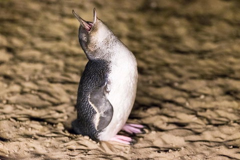 Phillip Island Penguin Parade, Brighton Bathing Boxes And Wildlife Park Tour - Accommodation Sunshine Coast 5