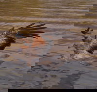 Litchfield and Jumping Crocodiles Full Day Trip from Darwin - Accommodation Sunshine Coast