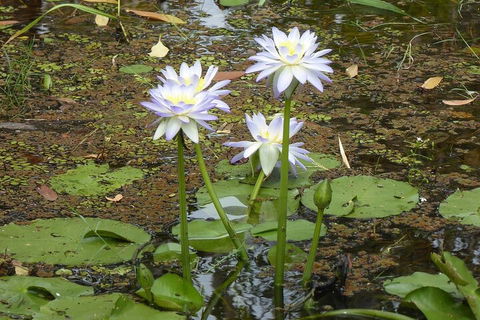 Yellow Water Cruise - Kakadu - Accommodation Sunshine Coast 0