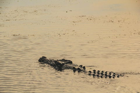 Yellow Water Cruise - Kakadu - Accommodation Sunshine Coast 2