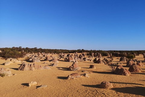 Pinnacles Day Trip From Perth Including Yanchep National Park - Accommodation Sunshine Coast 3