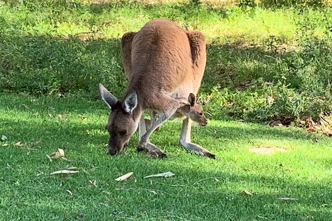 Pinnacles Day Trip From Perth Including Yanchep National Park - Accommodation Sunshine Coast 4