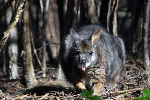 Small-Group Kangaroo Island 4WD Night Tour - Accommodation Sunshine Coast 1