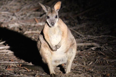 Small-Group Kangaroo Island 4WD Night Tour - Accommodation Sunshine Coast 3