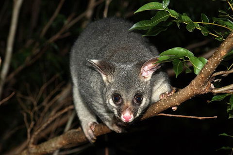 Small-Group Kangaroo Island 4WD Night Tour - Accommodation Sunshine Coast 5