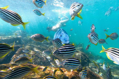 Manly Snorkel Trip And Nature Walk With Local Guide - Accommodation Sunshine Coast 2