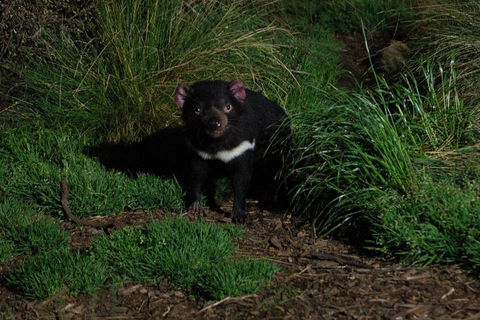 After Dark Tasmanian Devil Feeding Tour At Cradle Mountain - Accommodation Sunshine Coast 4