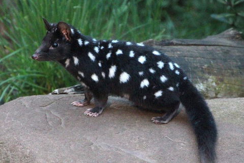 After Dark Tasmanian Devil Feeding Tour At Cradle Mountain - Accommodation Sunshine Coast 5