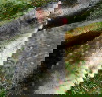 1-Hour Tasmanian Devil Feeding Day Tour at Cradle Mountain - Accommodation Sunshine Coast