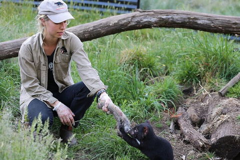 1-Hour Tasmanian Devil Feeding Day Tour At Cradle Mountain - Accommodation Sunshine Coast 2