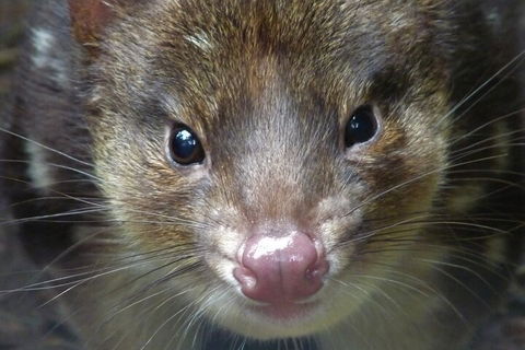 1-Hour Tasmanian Devil Feeding Day Tour At Cradle Mountain - Accommodation Sunshine Coast 3