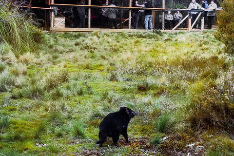 1-Hour Tasmanian Devil Feeding Day Tour At Cradle Mountain - Accommodation Sunshine Coast 5