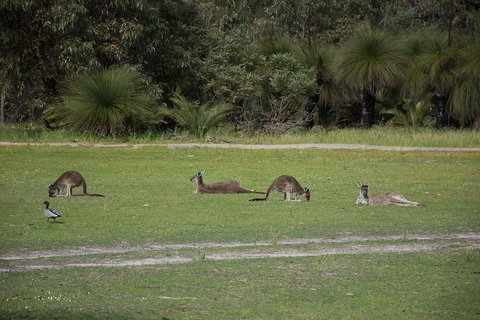 Yanchep & Lancelin - Wildlife, Cave And Sands - Accommodation Sunshine Coast 0