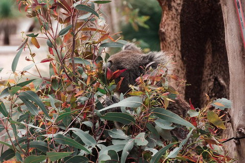 Yanchep & Lancelin - Wildlife, Cave And Sands - Accommodation Sunshine Coast 1
