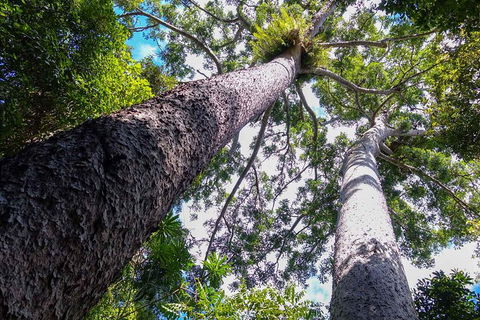 Paronella Park And Millaa Millaa Falls Full-day Tour From Cairns - Accommodation Sunshine Coast 1