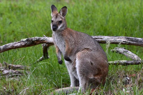Ultimate Blue Mountains And Wildlife Tour - Accommodation Sunshine Coast 0