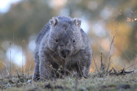 Ultimate Blue Mountains And Wildlife Tour - Accommodation Sunshine Coast 3
