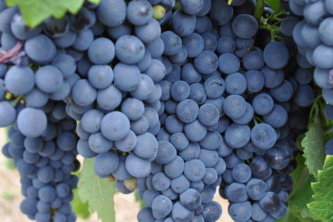 Barossa Valley Cellar Doors Luxury Wine Tour - Accommodation Sunshine Coast 4