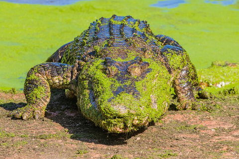 3 In 1 Tour: Matsoâ€™s Brewery, Broome Museum & Malcolm Douglas Crocodile Park - Accommodation Sunshine Coast 4