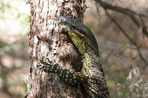 Byron Bay Combo: Minyon Falls And Hinterland Day Trip And Learn To Surf At Byron Bay - Accommodation Sunshine Coast 0