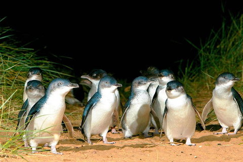 Phillip Island Penguins Private Tour - Accommodation Sunshine Coast 0