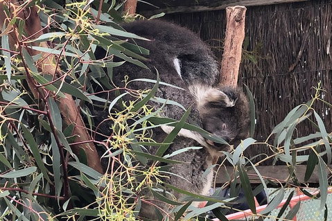 Phillip Island Penguins Private Tour - Accommodation Sunshine Coast 2