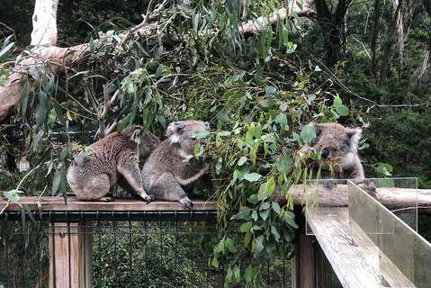 Phillip Island Penguins Private Tour - Accommodation Sunshine Coast 3