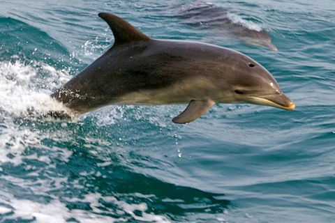 1.5HR Mudjimba Island Wildlife Safari - Accommodation Sunshine Coast 0