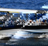 Mooloolaba Whale Watching Tour - Accommodation Sunshine Coast