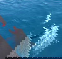 Noosa Thriller - 500hp Ocean Adventure Ride - Accommodation Sunshine Coast