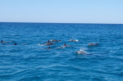 Noosa Wild Dolphin Safari - Accommodation Sunshine Coast 3