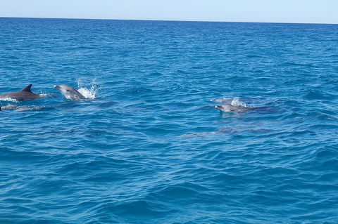 Noosa Wild Dolphin Safari - Accommodation Sunshine Coast 4