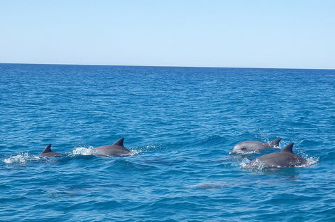 Noosa Wild Dolphin Safari - Accommodation Sunshine Coast 5