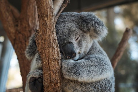 Sydney Taronga Zoo General Entry Ticket - Accommodation Sunshine Coast 3