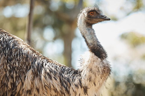 Sydney Taronga Zoo General Entry Ticket - Accommodation Sunshine Coast 4