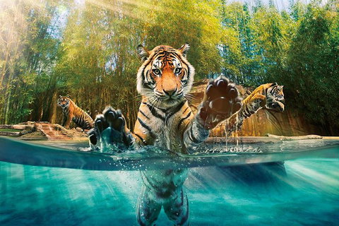 Croc Express To Australia Zoo From Brisbane - Accommodation Sunshine Coast 0