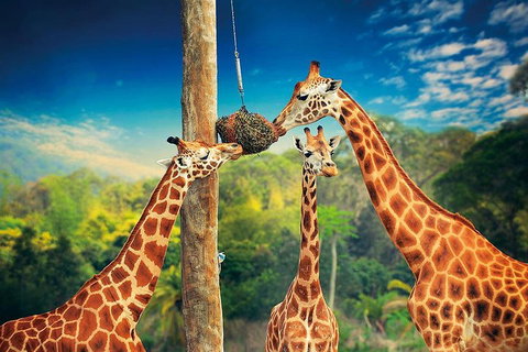 Croc Express To Australia Zoo From Brisbane - Accommodation Sunshine Coast 3