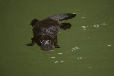 Inside The Greater Blue Mountains World Heritage - A Wildlife Safari Overnight - Accommodation Sunshine Coast 5