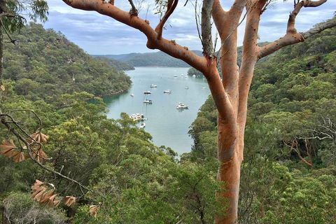Shore Excursion: Sydney's Northern Beaches & Ku-ring-gai National Park Bus Tour - Accommodation Sunshine Coast 1