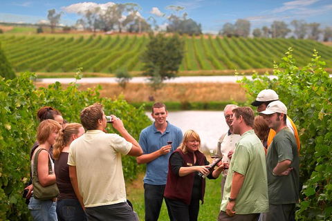 Yarra Valley Balloon Flight And Winery Tour - Accommodation Sunshine Coast 4